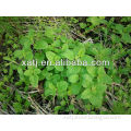 High Quality Lemon balm extract (chinese herb medicine,natural remedies)